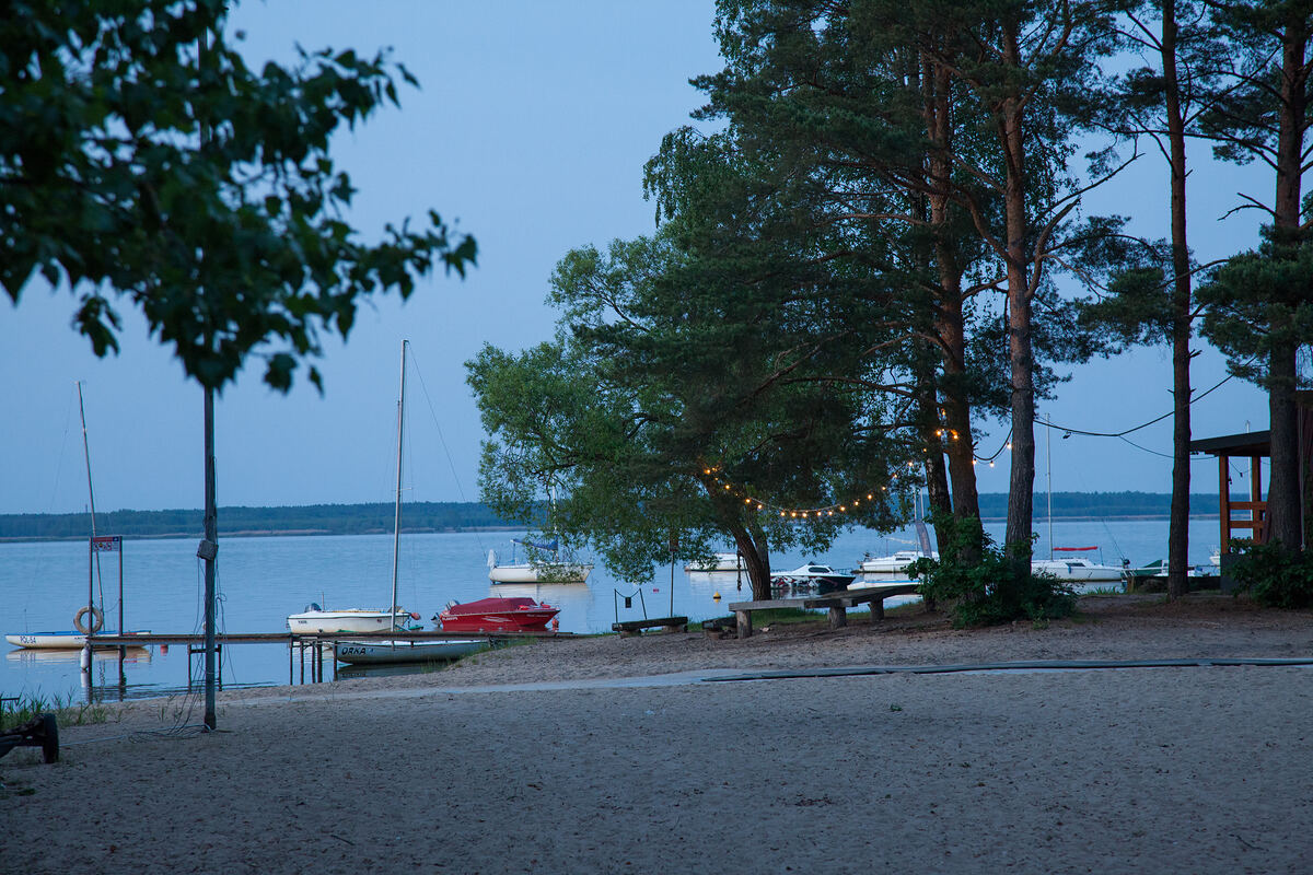 Sosny nad brzegiem Jeziora Turawskiego